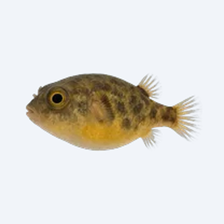 Dwarf Pufferfish (Tetraodontidae sp.) in a freshwater aquarium