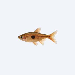 Dwarf Rasbora (Boraras maculatus) in a planted freshwater aquarium