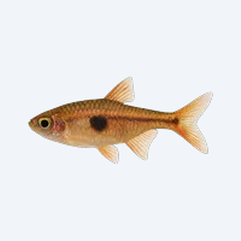 Dwarf Rasbora (Boraras maculatus) in a freshwater aquarium