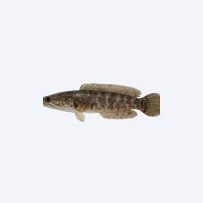 Dwarf Snakehead (Channa gachua) in a planted freshwater aquarium