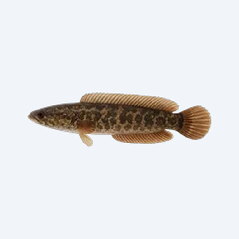 Dwarf Snakehead (Channa gachua) in a planted freshwater aquarium