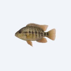 Eartheater Cichlid (Cichlidae sp.) in a planted freshwater aquarium