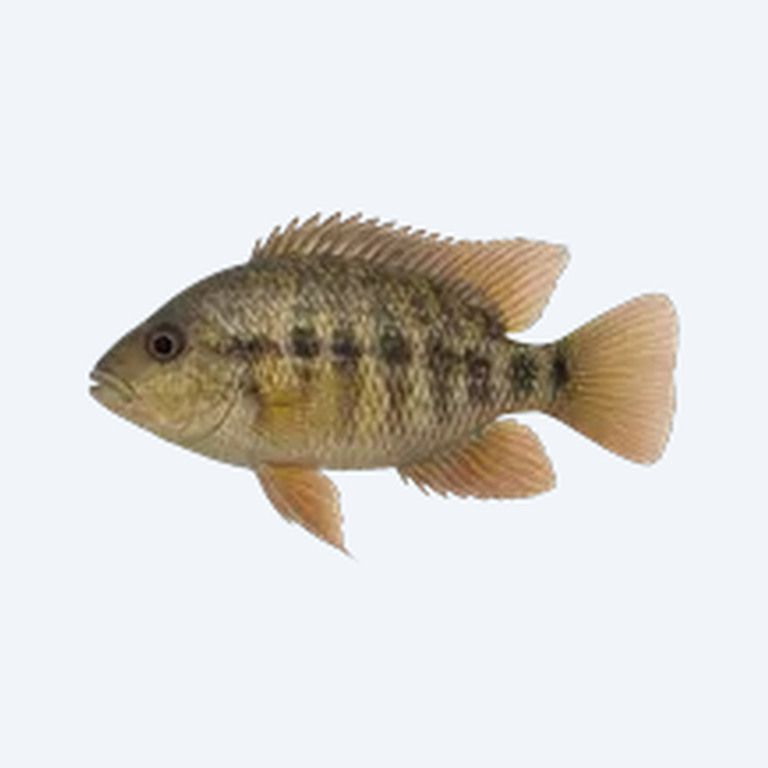Eartheater Cichlid (Cichlidae sp.) in a freshwater aquarium