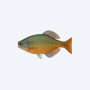 Eastern Rainbowfish (Melanotaeniidae sp.) in a planted freshwater aquarium