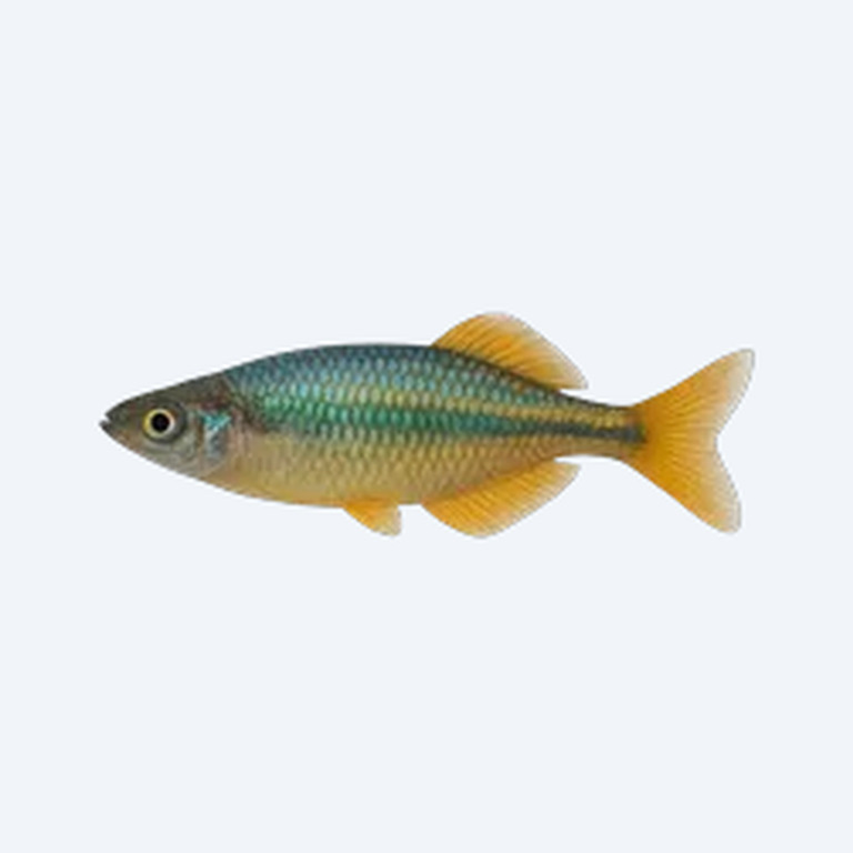 Eastern Rainbowfish (Melanotaeniidae sp.) in a freshwater aquarium