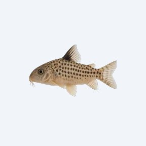 Ehrhardt's Cory (Corydoras sp.) in a planted freshwater aquarium