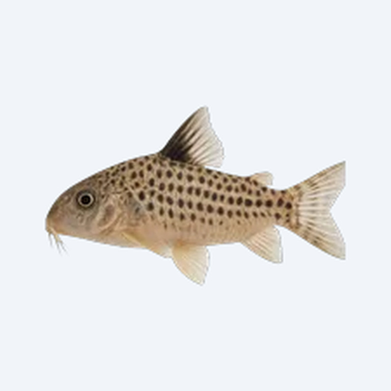 Ehrhardt's Cory (Corydoras sp.) in a freshwater aquarium