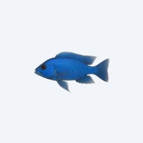 Electric Blue Hap (Cichlidae sp.) in a planted freshwater aquarium