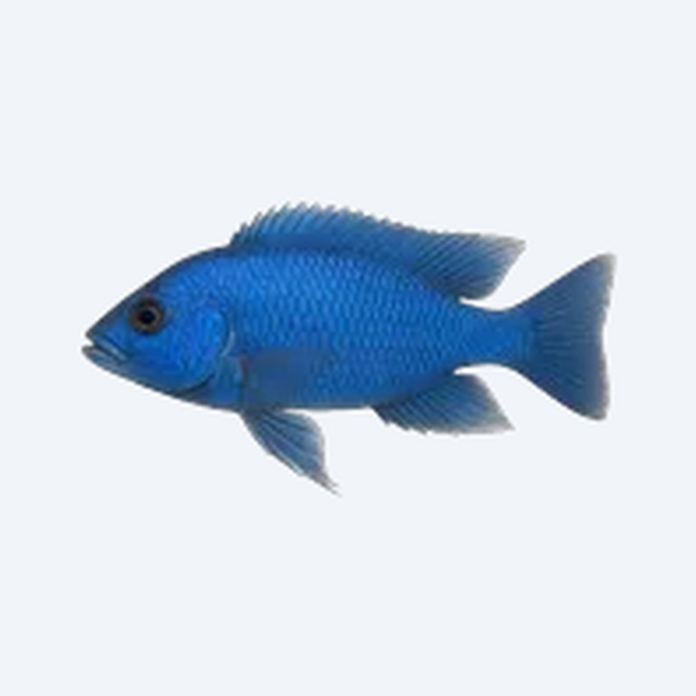 Electric Blue Hap (Cichlidae sp.) in a freshwater aquarium