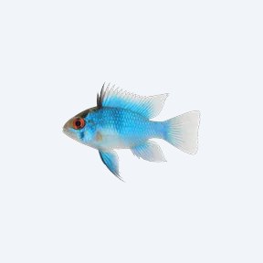 Electric Blue Ram (Mikrogeophagus ramirezi (var.)) in a planted freshwater aquarium