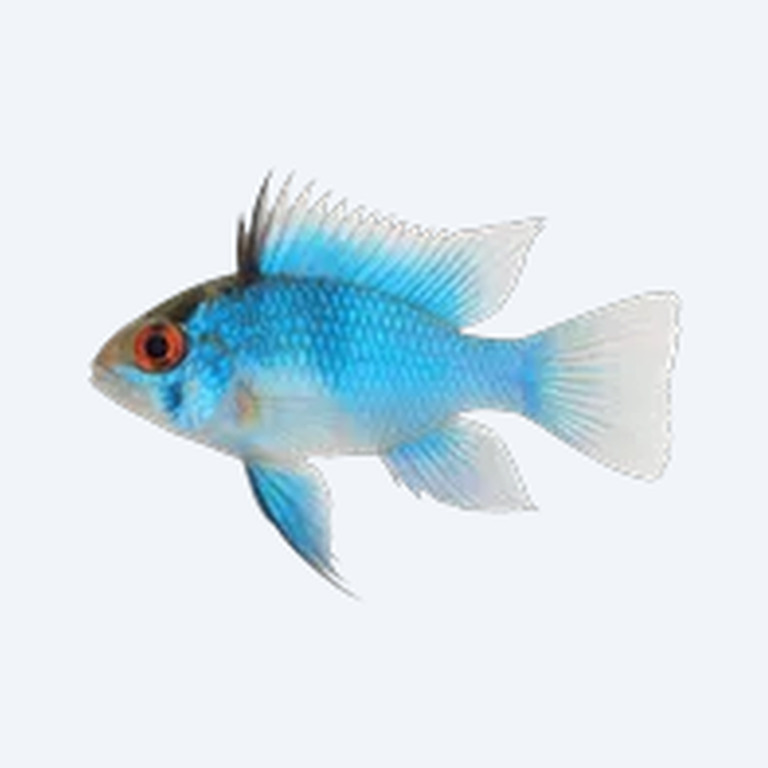 Electric Blue Ram (Mikrogeophagus ramirezi (var.)) in a planted freshwater aquarium