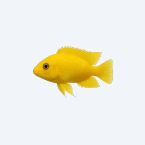 Electric Yellow Cichlid (Labidochromis caeruleus) in a planted freshwater aquarium