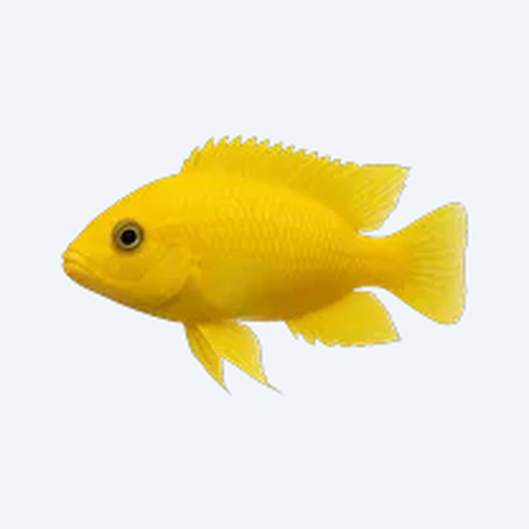 Electric Yellow Cichlid (Labidochromis caeruleus) in a freshwater aquarium