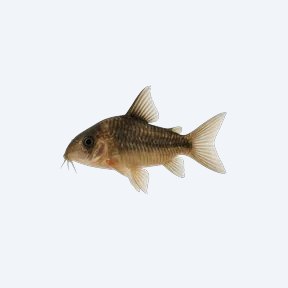 Elegant Cory (Corydoras sp.) in a planted freshwater aquarium