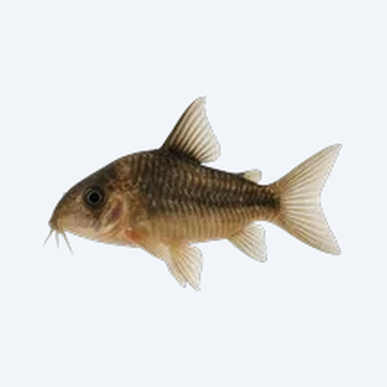 Elegant Cory (Corydoras sp.) in a freshwater aquarium