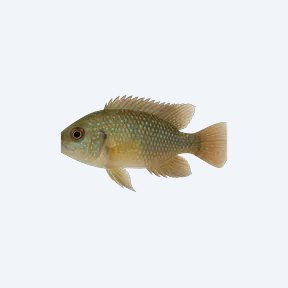 Ellioti Cichlid (Thorichthys ellioti) in a planted freshwater aquarium