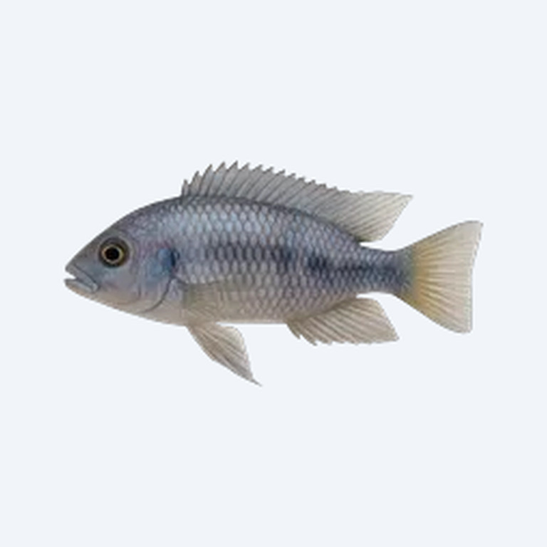 Ellioti Cichlid (Thorichthys ellioti) in a freshwater aquarium