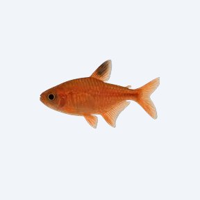 Ember Tetra (Hyphessobrycon amandae) in a planted freshwater aquarium