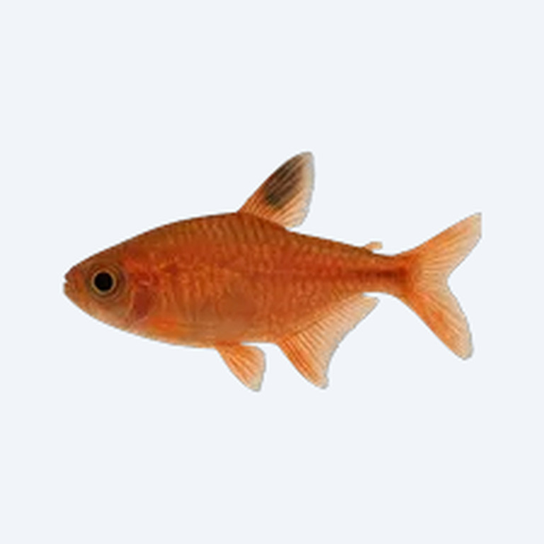 Ember Tetra (Hyphessobrycon amandae) in a planted freshwater aquarium