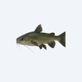 Emerald Catfish (Siluriformes sp.) in a planted freshwater aquarium