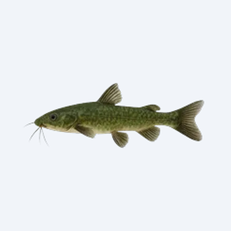 Emerald Catfish (Siluriformes sp.) in a freshwater aquarium