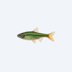 Emerald Dwarf Rasbora (Microdevario nana) in a planted freshwater aquarium