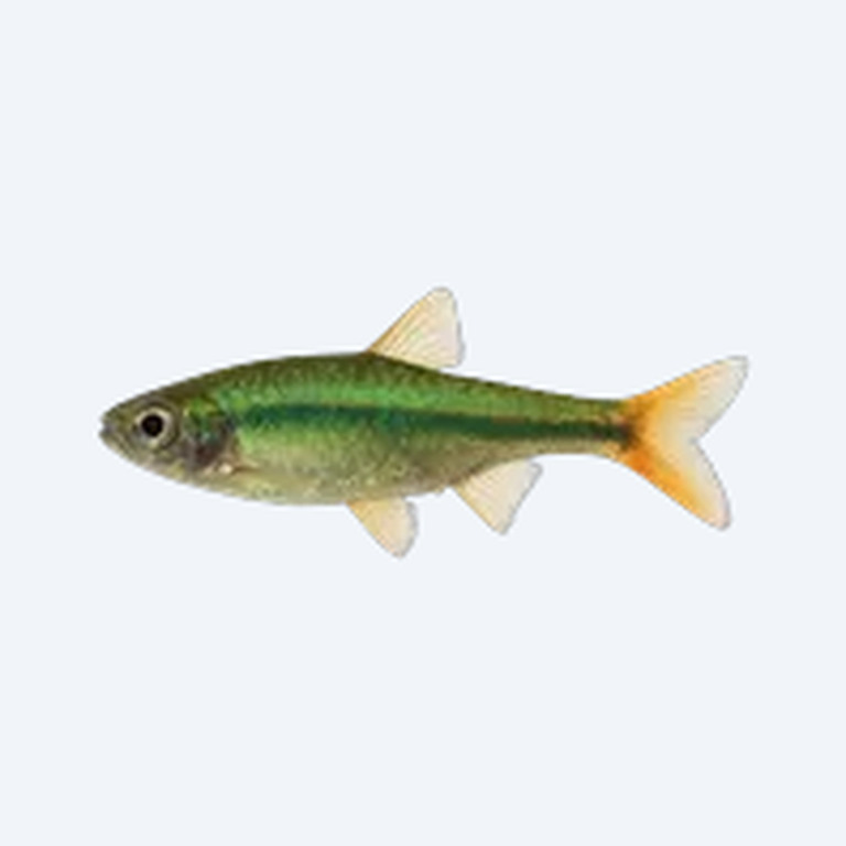 Emerald Dwarf Rasbora (Microdevario nana) in a planted freshwater aquarium
