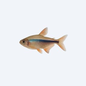 Emperor Tetra (Characidae sp.) in a planted freshwater aquarium