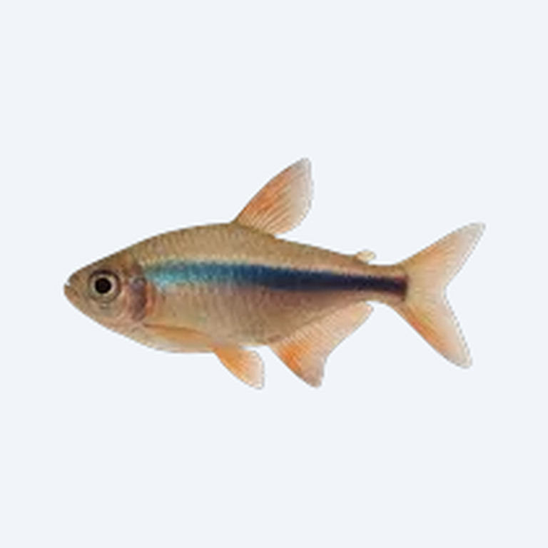 Emperor Tetra (Characidae sp.) in a freshwater aquarium