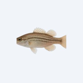 Empire Gudgeon (Gobiiformes sp.) in a planted freshwater aquarium