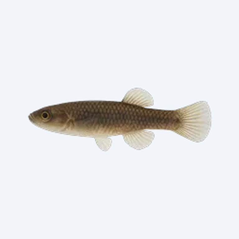 Empire Gudgeon (Gobiiformes sp.) in a planted freshwater aquarium