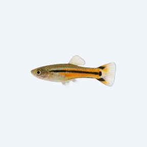 Endler's Livebearer (Poecilia wingei) in a planted freshwater aquarium