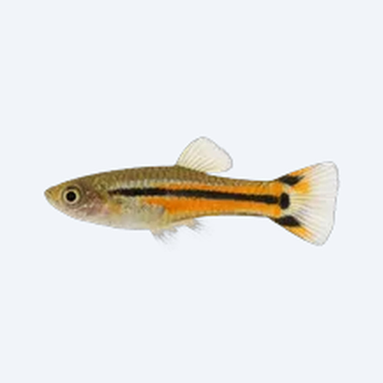 Endler's Livebearer (Poecilia wingei) in a planted freshwater aquarium