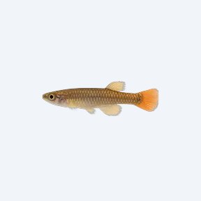 Epiplatys dageti (Epiplatys dageti) in a planted freshwater aquarium