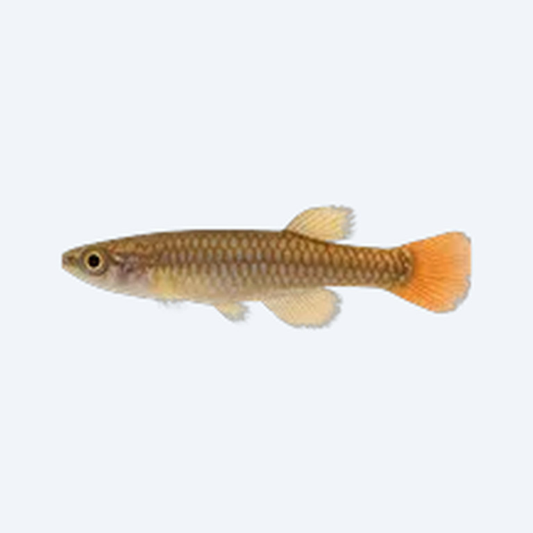 Epiplatys dageti (Epiplatys dageti) in a freshwater aquarium