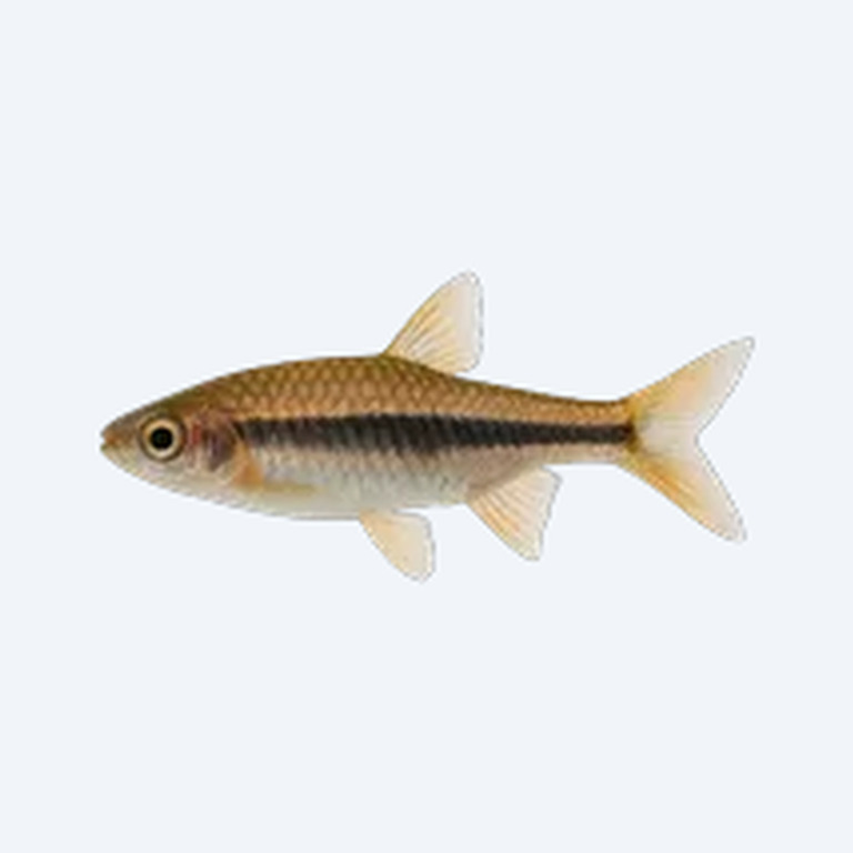 Espei Rasbora (Trigonostigma espei) in a planted freshwater aquarium