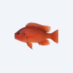 Eureka Red Peacock (Aulonocara jacobfreibergi) in a planted freshwater aquarium