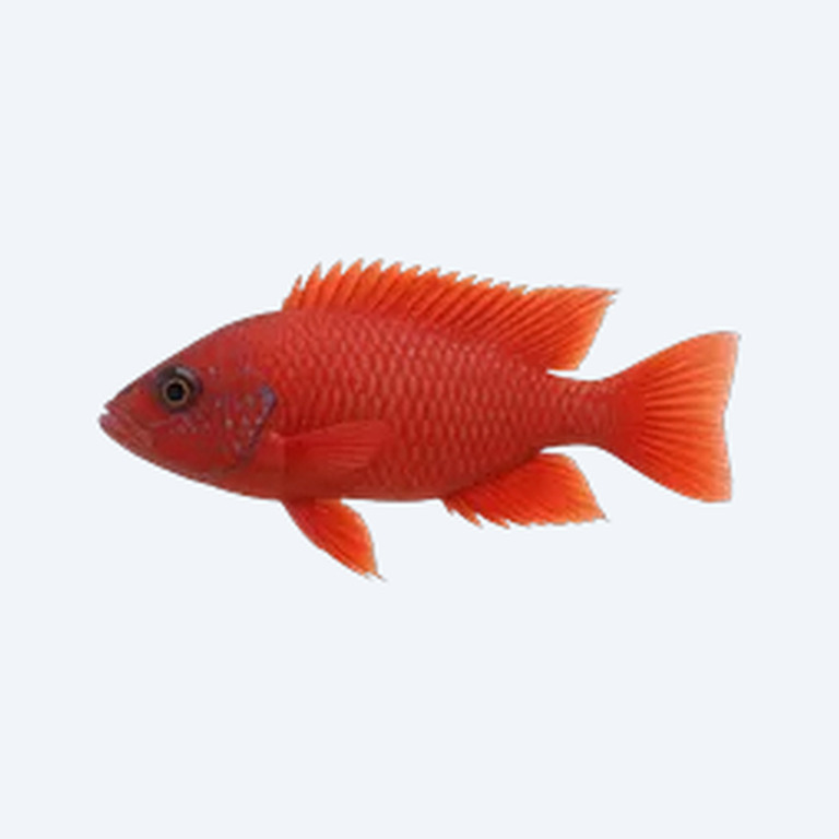 Eureka Red Peacock (Aulonocara jacobfreibergi) in a freshwater aquarium