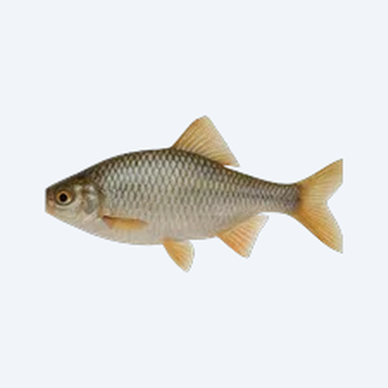 European Bitterling (Rhodeus amarus) in a planted freshwater aquarium