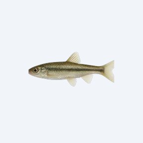 European Minnow (Phoxinus phoxinus) in a planted freshwater aquarium