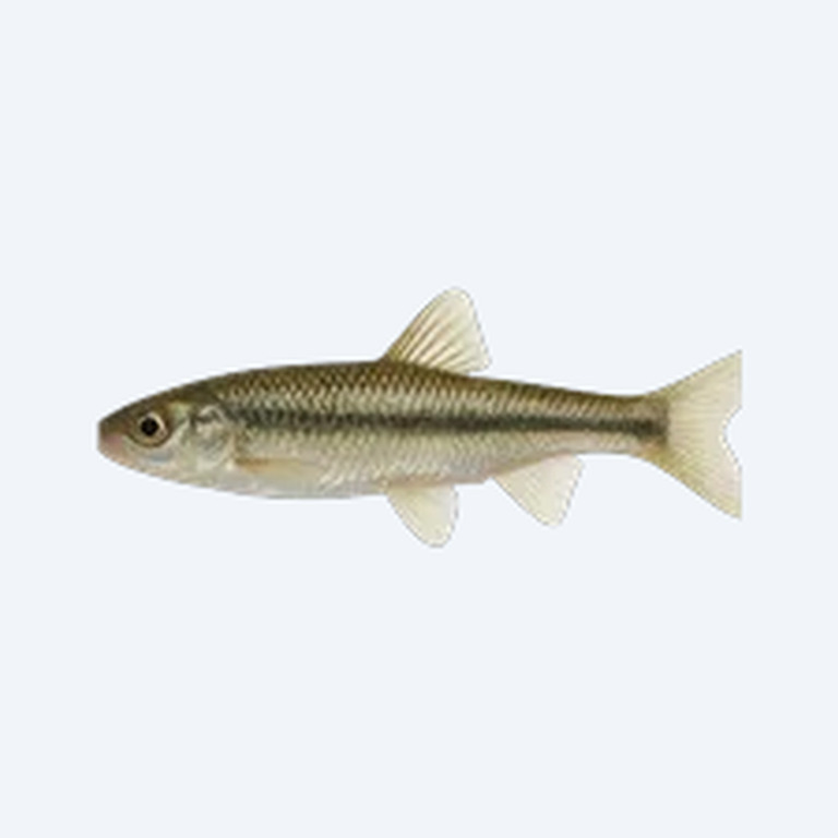 European Minnow (Phoxinus phoxinus) in a freshwater aquarium