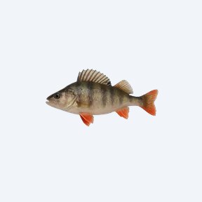 European Perch (Perca fluviatilis) in a planted freshwater aquarium