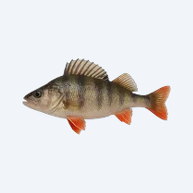 European Perch (Perca fluviatilis) in a planted freshwater aquarium
