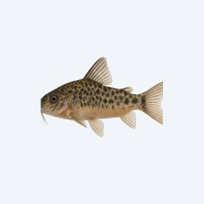 Evelyn's Cory (Corydoras sp.) in a planted freshwater aquarium