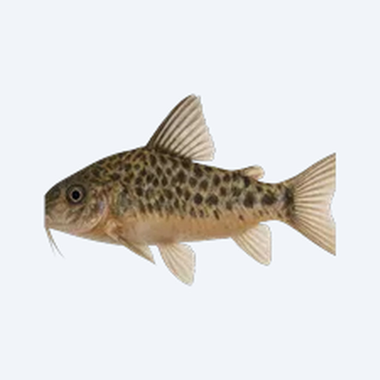 Evelyn's Cory (Corydoras sp.) in a freshwater aquarium