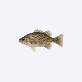 Even-Spotted Squeaker (Siluriformes sp.) in a planted freshwater aquarium