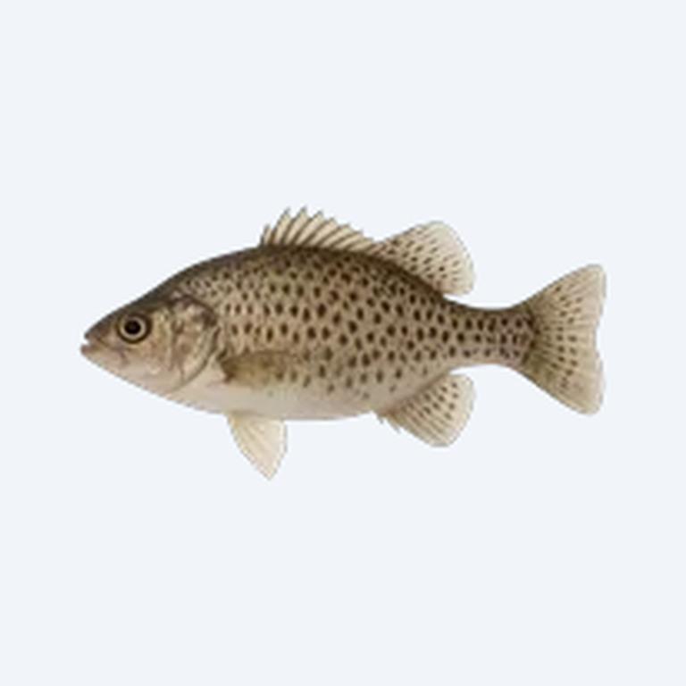 Even-Spotted Squeaker (Siluriformes sp.) in a planted freshwater aquarium