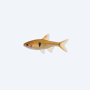 Exclamation Point Rasbora (Boraras urophthalmoides) in a planted freshwater aquarium