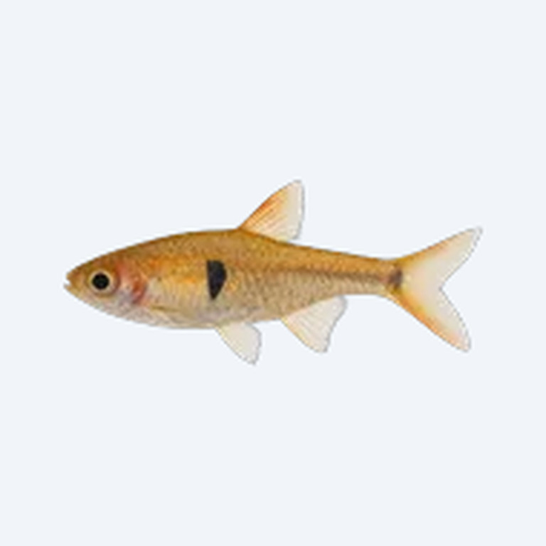 Exclamation Point Rasbora (Boraras urophthalmoides) in a planted freshwater aquarium
