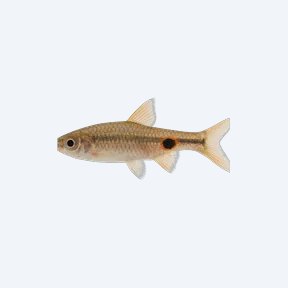 Eyespot Rasbora (Rasbora sp.) in a planted freshwater aquarium